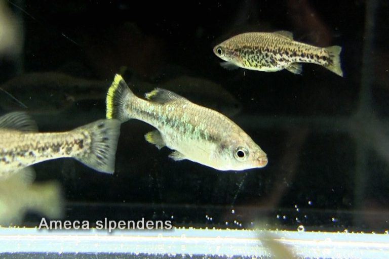 Ameca splendens