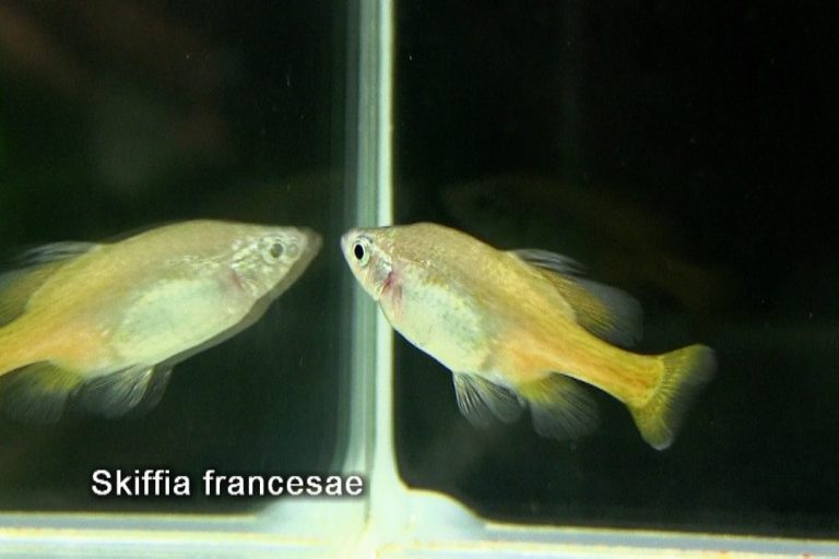 Skiffia francesae est une espèce de poissons d'eau douce de la famille des Goodeidae. Skiffia francesae