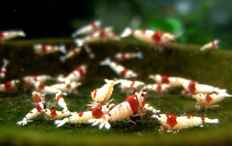 Corydoras acrensis
Corydoras acutus
Corydoras adolfoi
Corydoras aeneus
Corydoras aeneus var. albinos
Corydoras agassizii
Corydoras albolinea