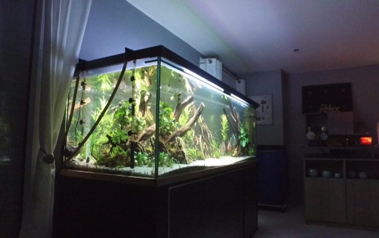 aquarium de discus de 1200 litres